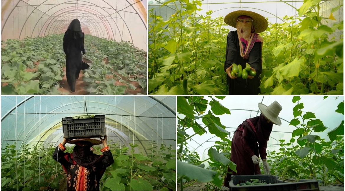 Tawakkol Karman Foundation empowers women in Taiz through sustainable farming projects